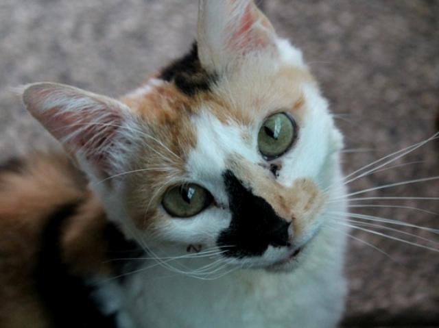 Nina